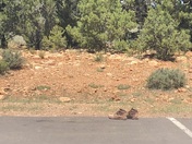 Grand Canyon National Park