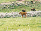 Yellowstone National Park