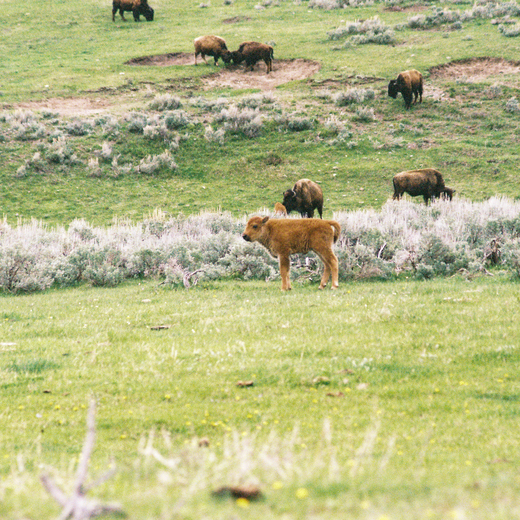 Yellowstone National Park