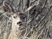 Theodore Roosevelt National Park