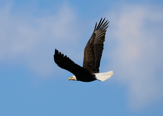 Assateague Island National Seashore