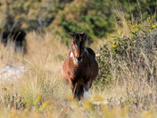 Assateague Island National Seashore