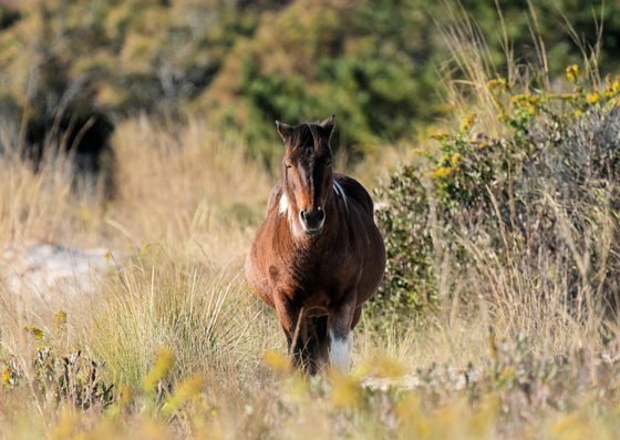 Assateague Island National Seashore