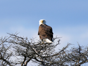 Assateague Island National Seashore
