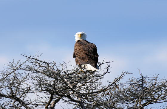 Assateague Island National Seashore