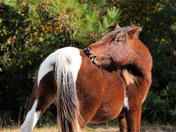 Assateague Island National Seashore