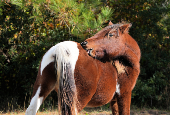 Assateague Island National Seashore