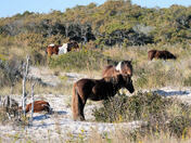 Assateague Island National Seashore
