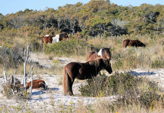 Assateague Island National Seashore