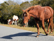 Assateague Island National Seashore
