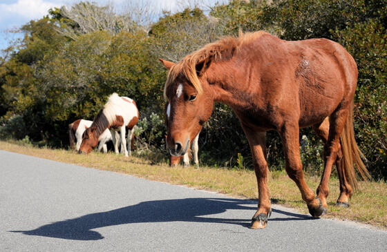 Assateague Island National Seashore