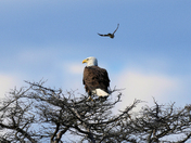 Assateague Island National Seashore