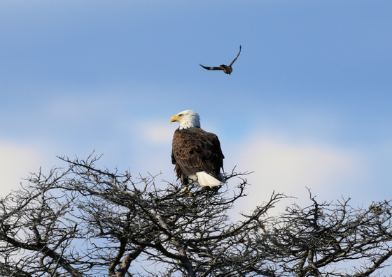 Assateague Island National Seashore