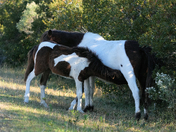 Assateague Island National Seashore