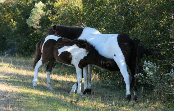 Assateague Island National Seashore