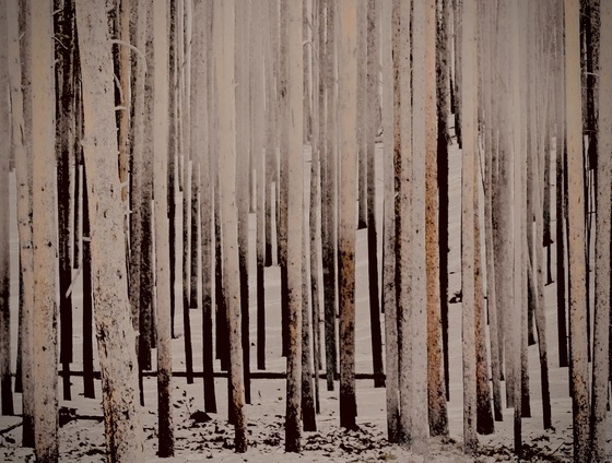 Yellowstone National Park 