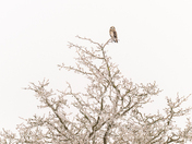 Short Eared Owl in the freezing rain 