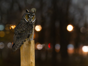 Long-eared Owl living the big city life 
