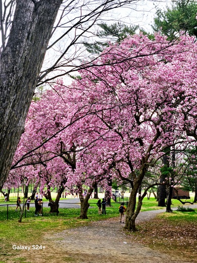 Capitol Mall