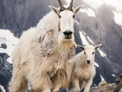 Mt. Baker-Snoqualmie National Forest