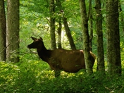 Great Smoky Mountains National Park