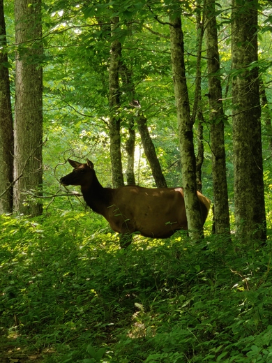 Great Smoky Mountains National Park