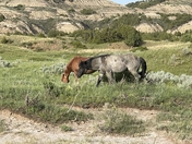 Theodore Roosevelt National Park