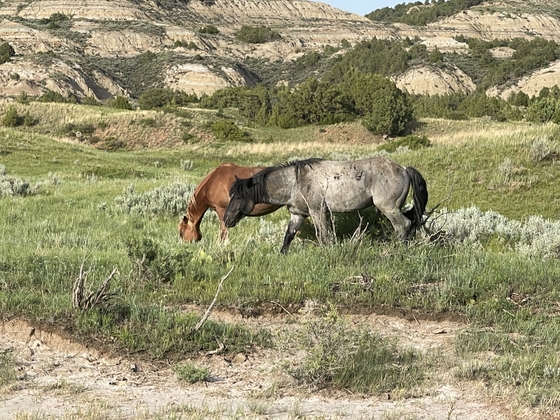 Theodore Roosevelt National Park