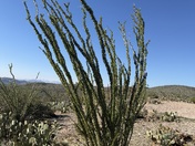Tonto National Forest
