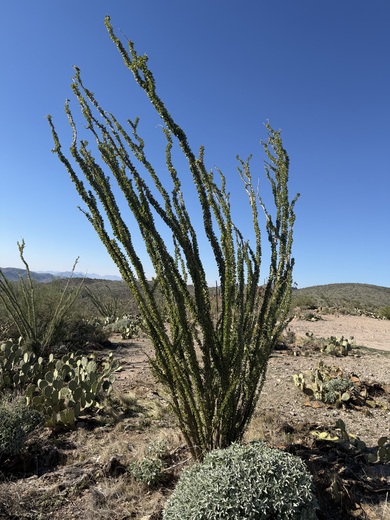 Tonto National Forest
