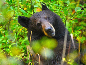Grand Teton National Park