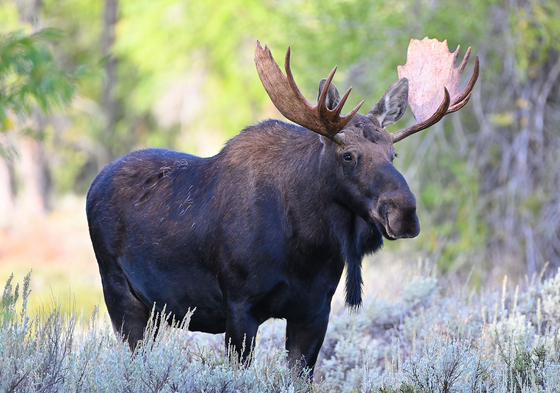 Grand Teton National Park