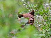 Grand Teton National Park