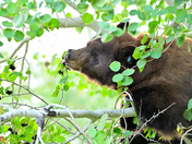 Grand Teton National Park