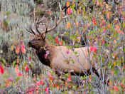 Grand Teton National Park