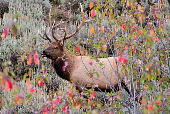 Grand Teton National Park