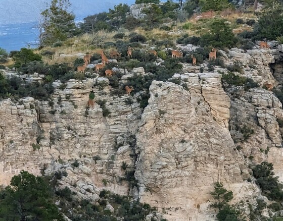 Guadalupe National Park