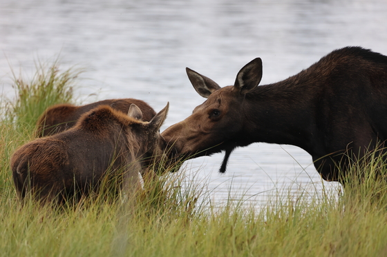 Rocky Mountain National Park 