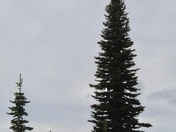 Mount Rainier National Park