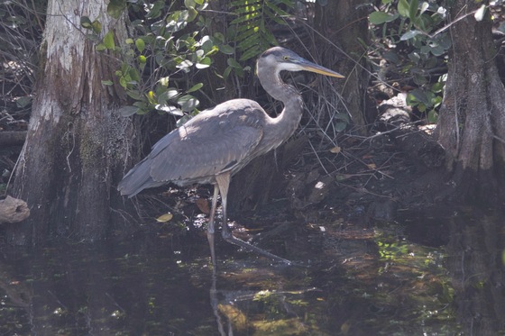 Big Cypress National Preserve