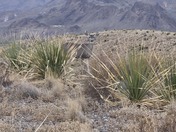 Big Bend National Park