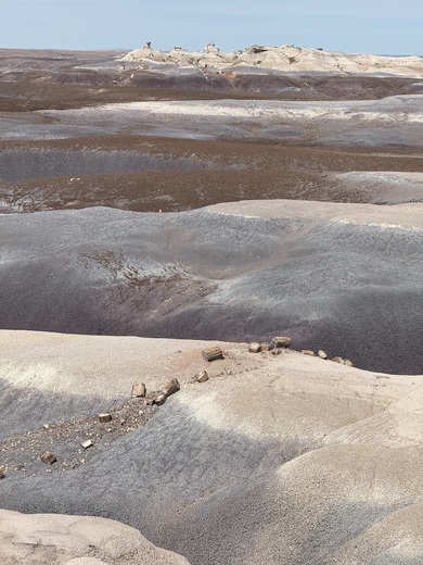 Petrified Forest National Park