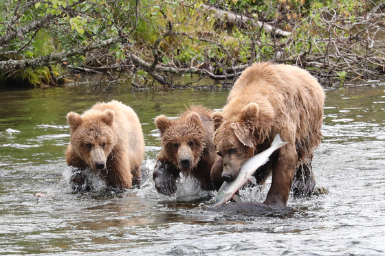 Katmai National Park