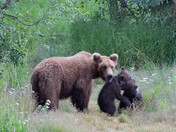 Katmai National Park