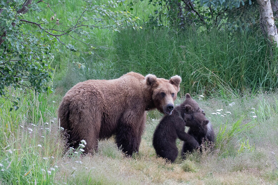Katmai National Park