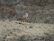 Sage Creek Campground, SD 57790, USA