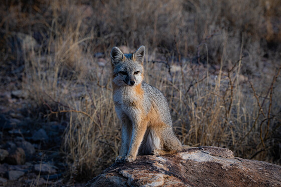 Big Bend National Park