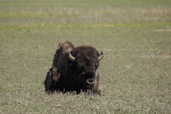 Badlands National Park 