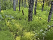 Chugach National Forest 