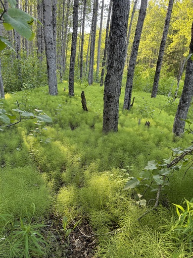 Chugach National Forest 